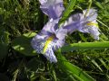 Iris planifolia